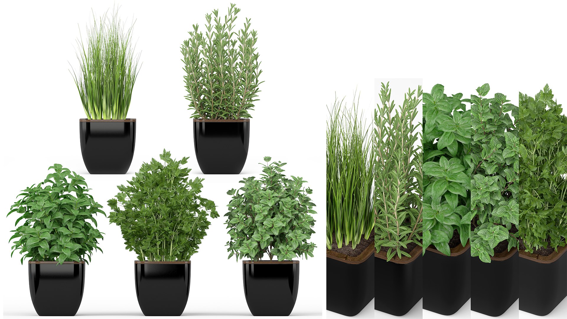 plants 3D model https://p.turbosquid.com/ts-thumb/Pt/6ko5AT/RJ/01/jpg/1619762603/1920x1080/fit_q87/0bf292ca3534bd3db201b8f9f64e2ffe1642a6e7/01.jpg