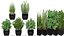 Plants collection 232