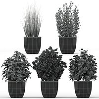 Plants collection 232