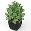 Plants collection 232
