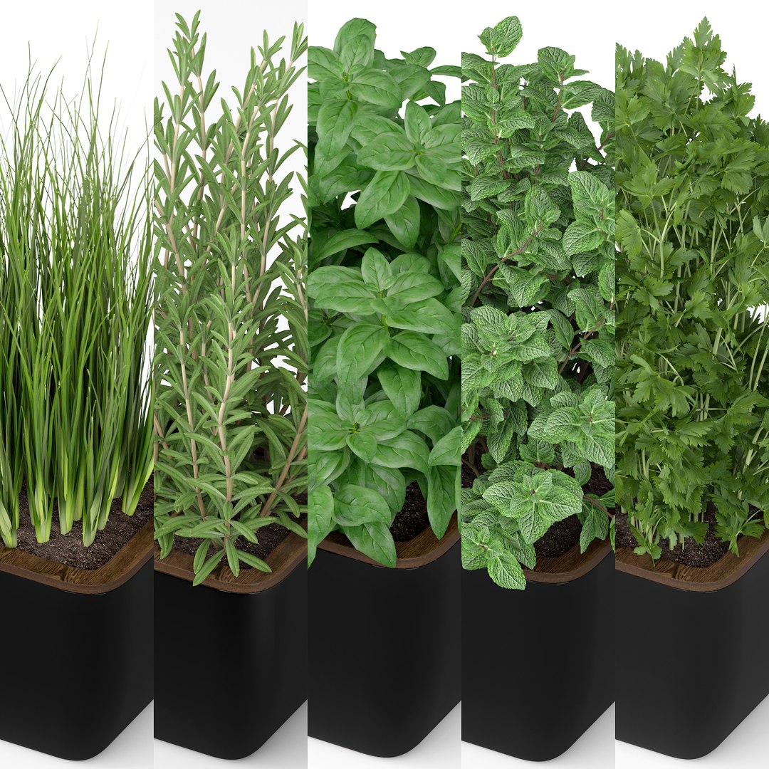 plants 3D model https://p.turbosquid.com/ts-thumb/Pt/6ko5AT/y3/plant_232_031920height1920px/jpg/1619762064/1920x1080/fit_q87/3225f2324461ed6b4537f975205c8849146d5103/plant_232_031920height1920px.jpg