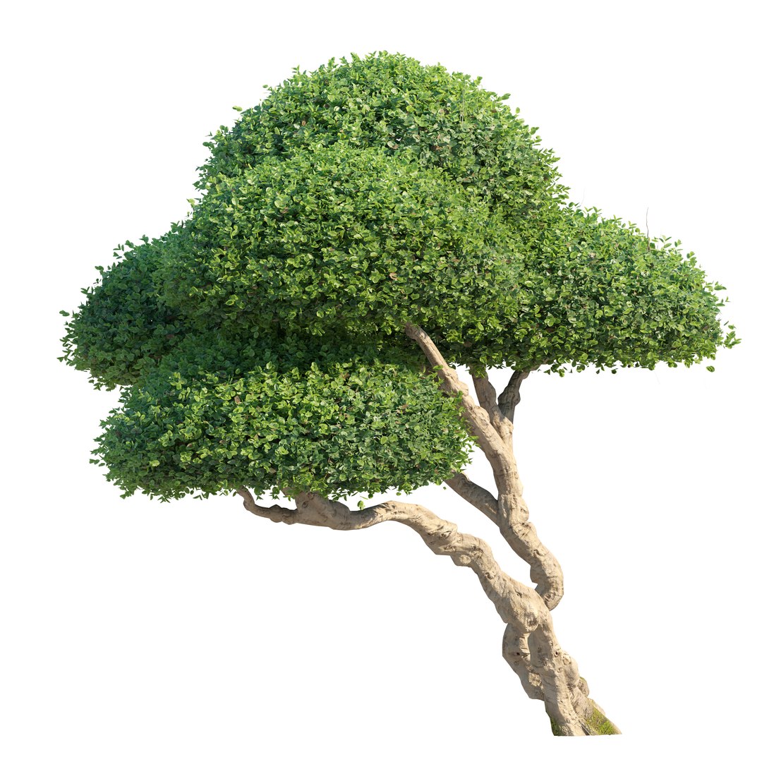 Topiary Ficus 02 3D Model - TurboSquid 2446336