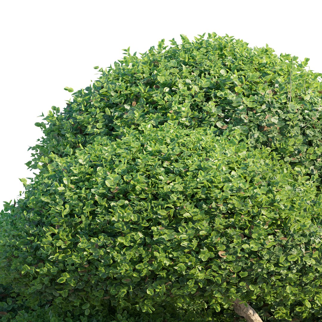 Topiary Ficus 02 3D Model - TurboSquid 2446336