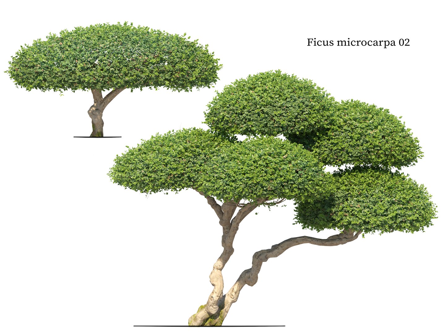 Topiary Ficus 02 3D Model - TurboSquid 2446336