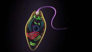 Euglena