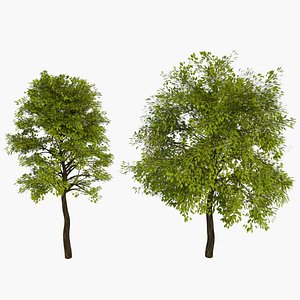 tree realistic 3D model