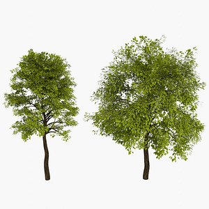Deciduous Trees