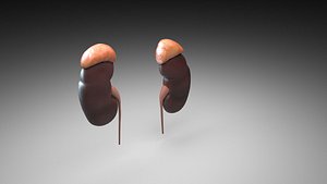 3D Kidneys model