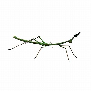 stick insect