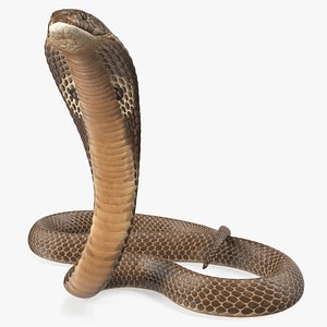 3D model cobra beige skin alert