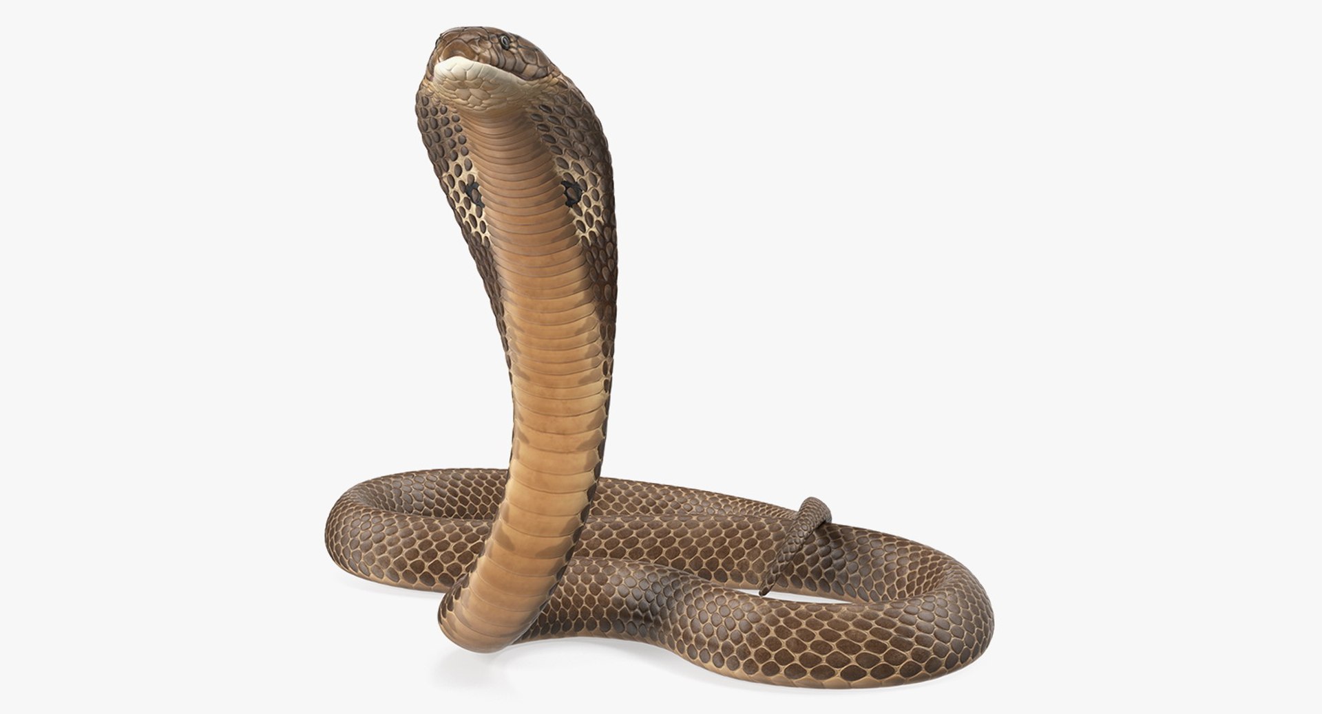 Cobra Beige Skin Alert Pose 3D model preview