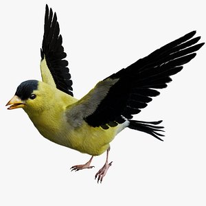 Gold Finch Fur Animation Rigged 3D