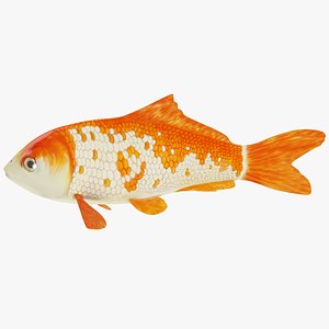 3d koi carp model