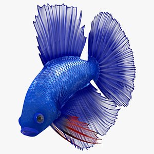 3D Blue Crowntail Betta Fish Diving Animated Rigged