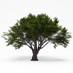 3d deciduous 08