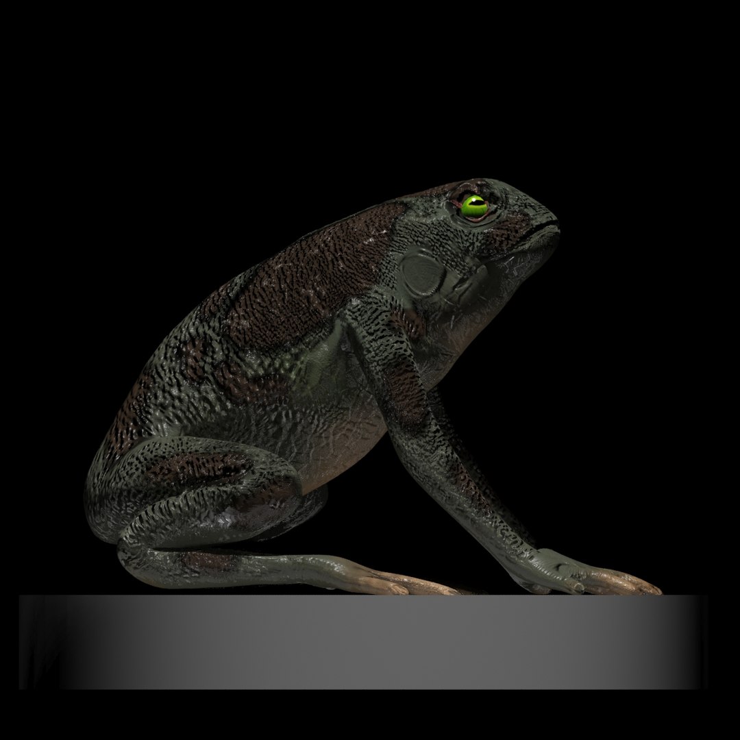 3d toad https://p.turbosquid.com/ts-thumb/Pu/7YMT0k/lCnCMKWu/1/jpg/1347922057/1920x1080/fit_q87/91ffdba50f8260c06c114ee4a044ec371914fbe1/1.jpg