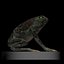 Toad