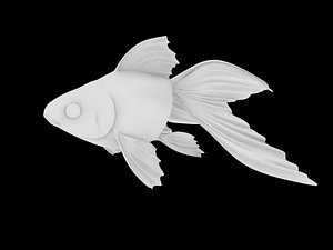 goldfish