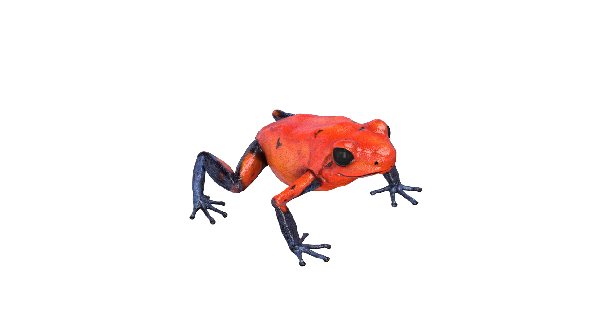 Poison Dart Frog Collection 3D - TurboSquid 2135041