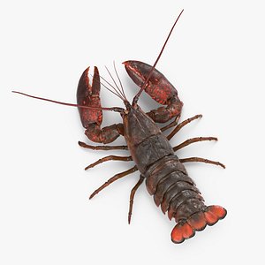 lobster pose 4 fur 3d model