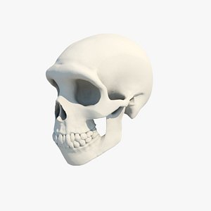 neanderthal skull 3D