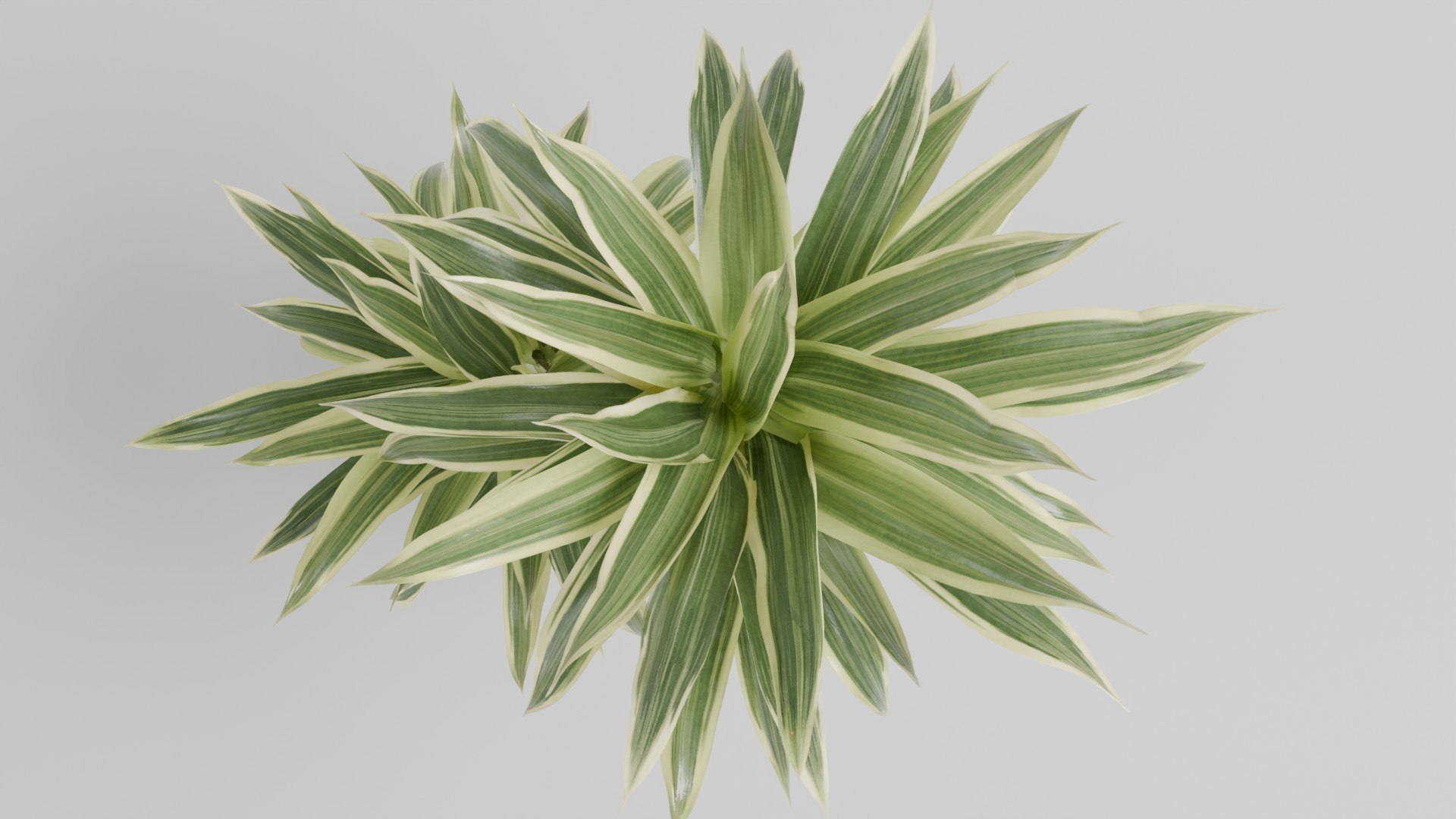3D Dracaena Plant in Minimalist Pot Indoor Decorative Potted Plant 3D Model model https://p.turbosquid.com/ts-thumb/Pu/TLybds/Nl/003/jpg/1753528672/1920x1080/fit_q87/04659cced7ff15cf30e1b0141b96a7addbc2114e/003.jpg