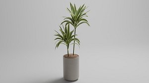 3D Dracaena Plant in Minimalist Pot Indoor Decorative Potted Plant 3D Model model