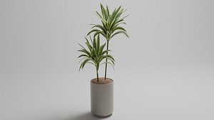 Dracaena Plant in Minimalist Pot Indoor Decorative Potted Plant 3D Model
