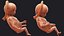 Human Fetus 16 Weeks Rigged for Maya