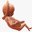 Human Fetus 16 Weeks Rigged for Maya