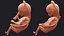 Human Fetus 16 Weeks Rigged for Maya