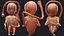 Human Fetus 16 Weeks Rigged for Maya