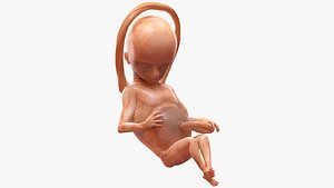 human fetus 16 weeks 3D model
