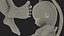 Human Fetus 16 Weeks Rigged for Maya