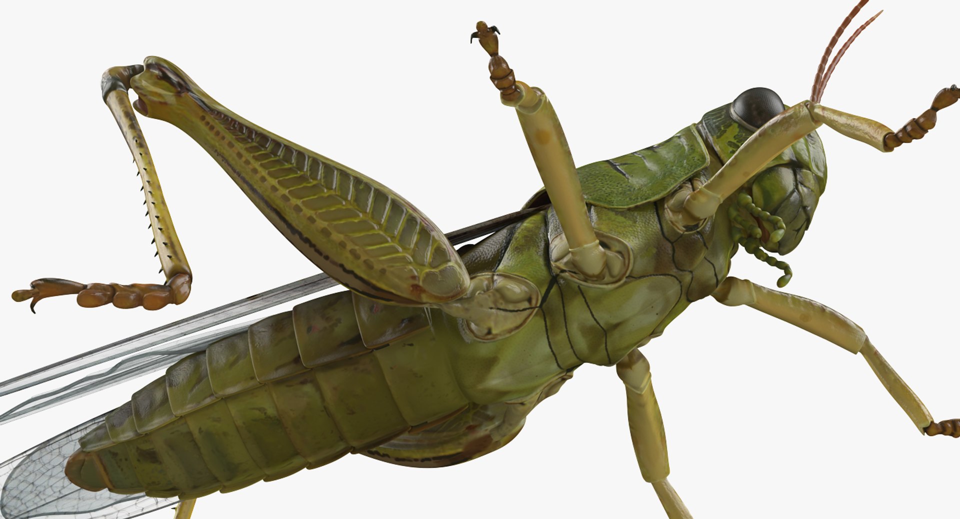 3D insects big 2 rigged model https://p.turbosquid.com/ts-thumb/Pu/dSCHdK/0LK9fGtR/insectsbigcollection2mb3dmodel025/jpg/1536592470/1920x1080/fit_q87/83e9aa1144e64d4a83fa3ba69582951ca672efca/insectsbigcollection2mb3dmodel025.jpg
