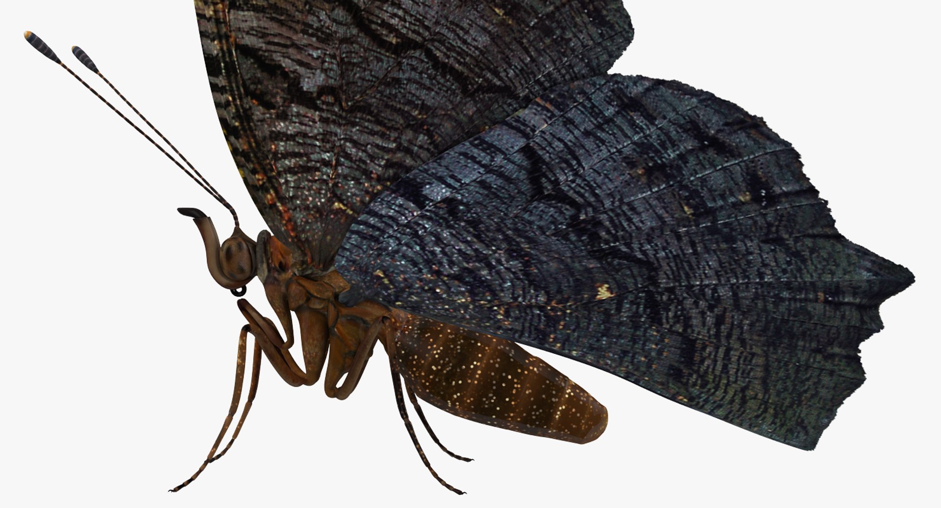 3D insects big 2 rigged model https://p.turbosquid.com/ts-thumb/Pu/dSCHdK/0XlbK9tQ/insectsbigcollection2mb3dmodel063/jpg/1536592472/1920x1080/fit_q87/9e515826db9ae339ee21a4708ea3b502d8a87ec4/insectsbigcollection2mb3dmodel063.jpg
