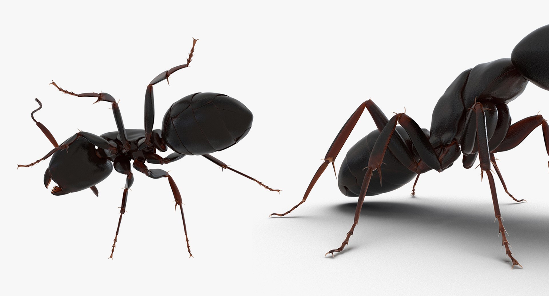 3D insects big 2 rigged model https://p.turbosquid.com/ts-thumb/Pu/dSCHdK/10FPlcJ0/insectsbigcollection2mb3dmodel142/jpg/1536592477/1920x1080/fit_q87/86fafebf4584a556f492b2daa95929aea6c5c1c0/insectsbigcollection2mb3dmodel142.jpg