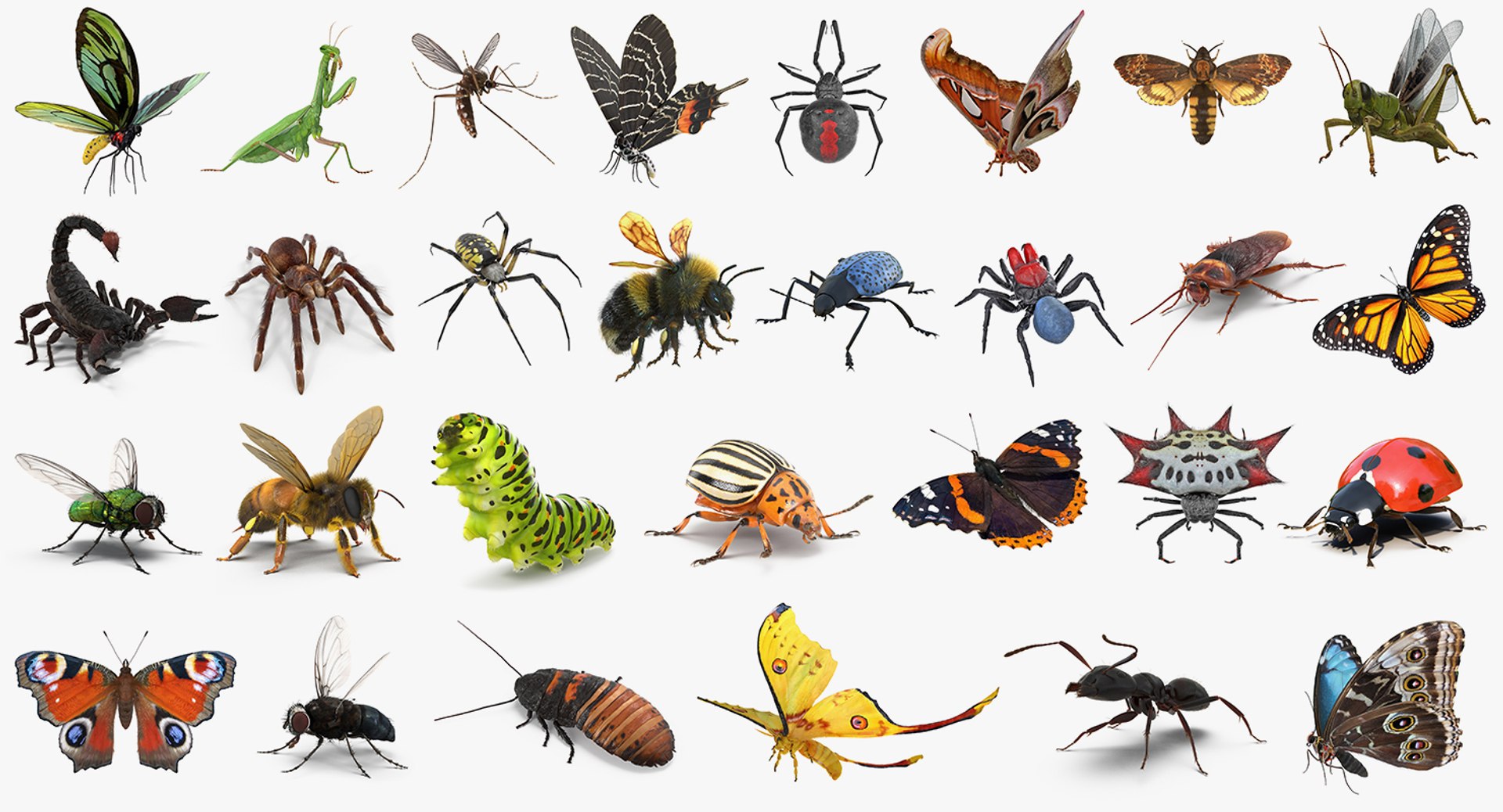 3D insects big 2 rigged model https://p.turbosquid.com/ts-thumb/Pu/dSCHdK/4ZYoUDSZ/insectsbigcollection2mb3dmodel002/jpg/1536592469/1920x1080/fit_q87/111f4fba4e9b6f1fd47867a6fe09dbd9f4135aaa/insectsbigcollection2mb3dmodel002.jpg