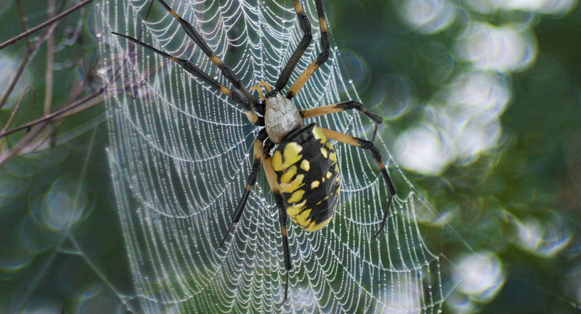 3D insects big 2 rigged model https://p.turbosquid.com/ts-thumb/Pu/dSCHdK/6ZJIr6kS/insectsbigcollection2mb3dmodel054/jpg/1536592472/1920x1080/fit_q87/e1aee0b5c7404ab2889a4ff307ff8584a6b15a20/insectsbigcollection2mb3dmodel054.jpg