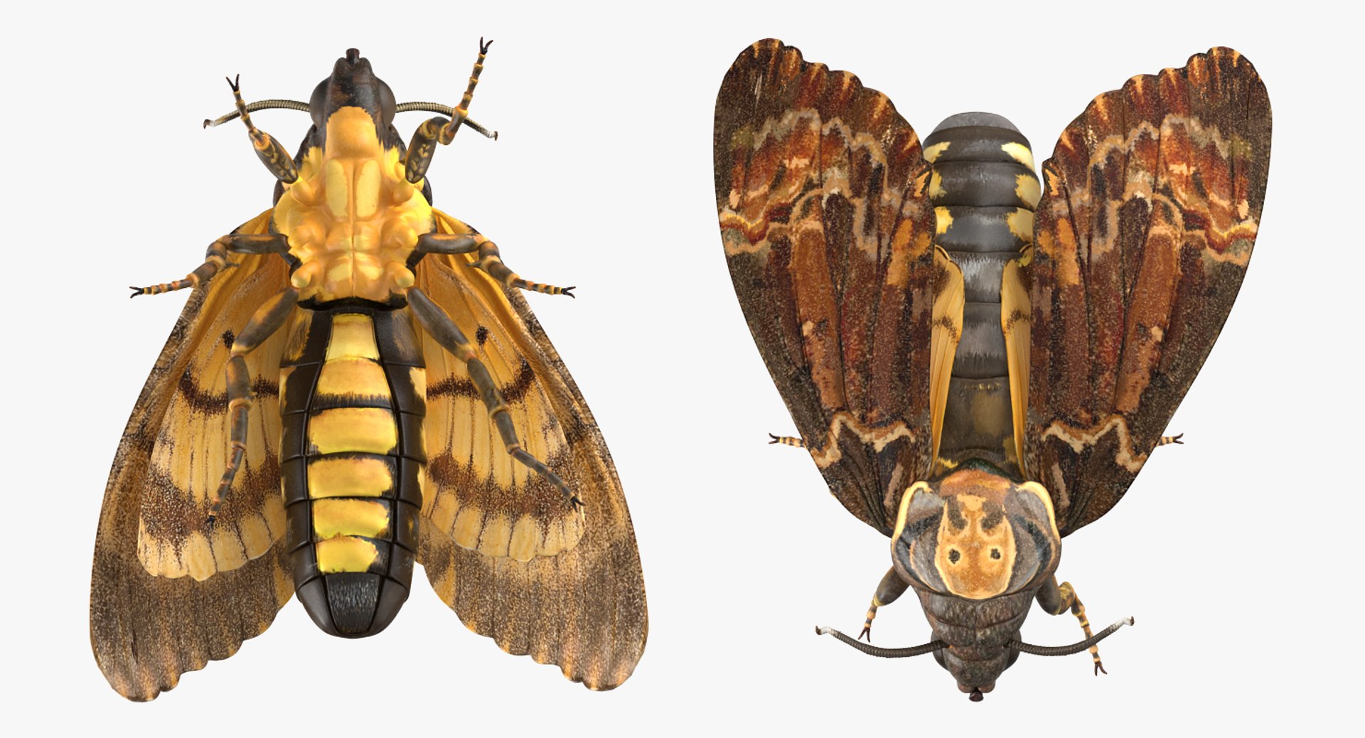 3D insects big 2 rigged model https://p.turbosquid.com/ts-thumb/Pu/dSCHdK/74hJITYy/insectsbigcollection2mb3dmodel101/jpg/1536592475/1920x1080/fit_q87/cc4b57dd1e9567b3010e26ddebb9d173bd426986/insectsbigcollection2mb3dmodel101.jpg