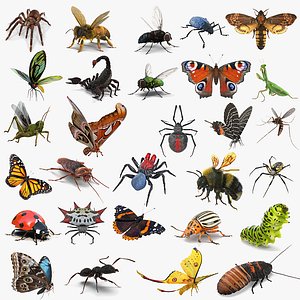 Insects Big Collection 2 Rigged for Cinema 4D