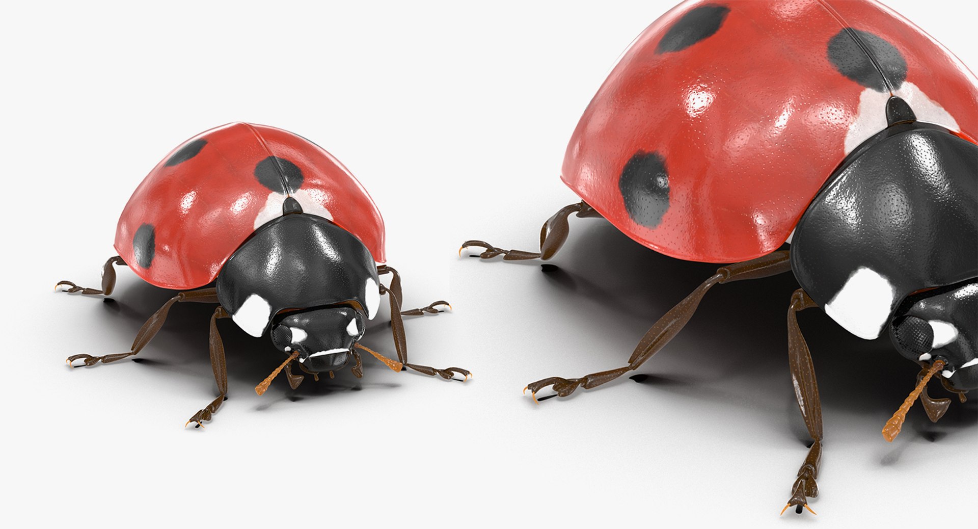 3D insects big 2 rigged model https://p.turbosquid.com/ts-thumb/Pu/dSCHdK/Cznf17Bf/insectsbigcollection2mb3dmodel134/jpg/1536592476/1920x1080/fit_q87/aec215e806ddcb8f82414190f693e33a51e92c37/insectsbigcollection2mb3dmodel134.jpg