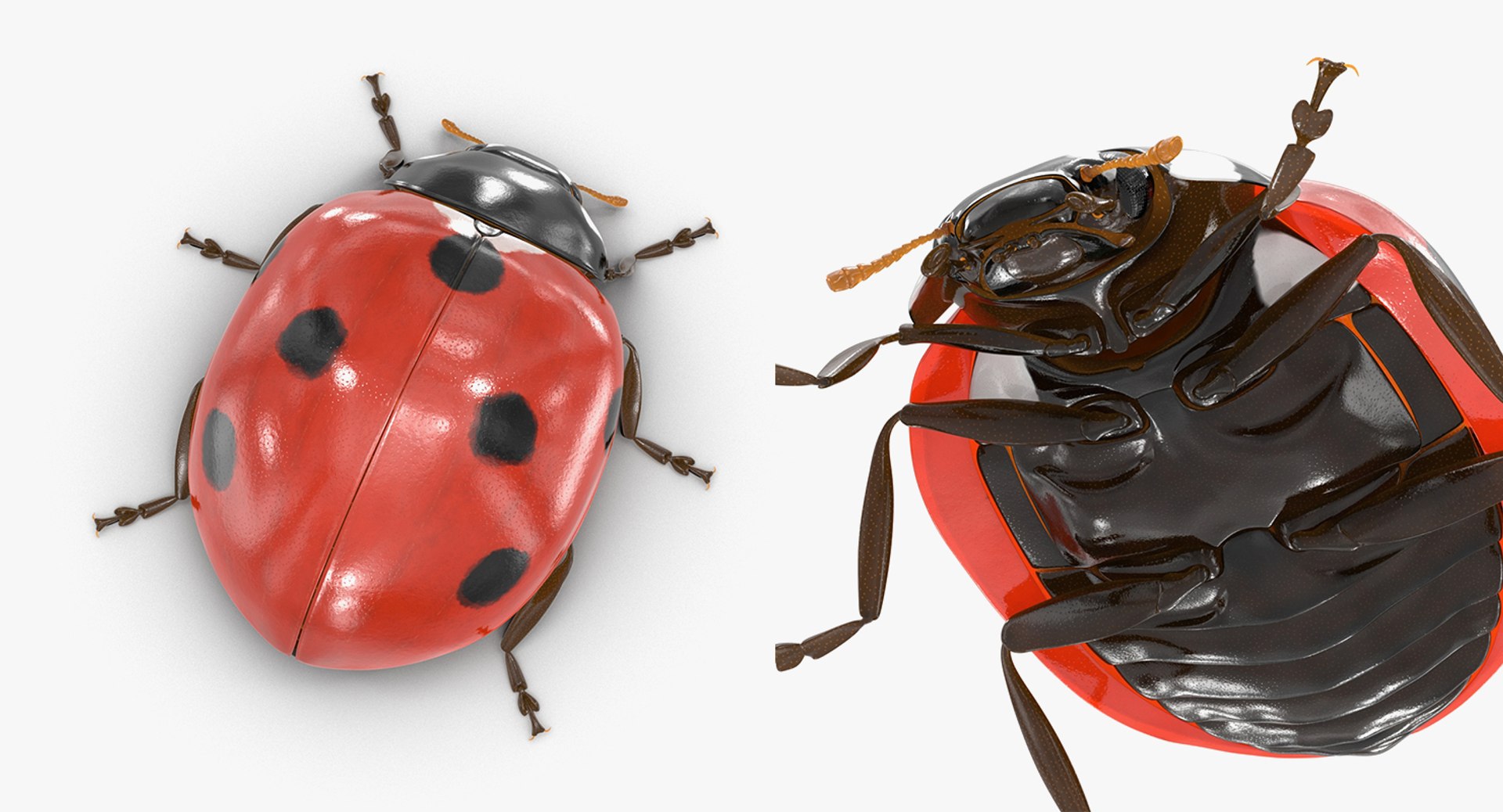 3D insects big 2 rigged model https://p.turbosquid.com/ts-thumb/Pu/dSCHdK/Fb61bhjV/insectsbigcollection2mb3dmodel135/jpg/1536592476/1920x1080/fit_q87/9adcc9fe5384a82b224a6d263e37e47ff06dcfa4/insectsbigcollection2mb3dmodel135.jpg