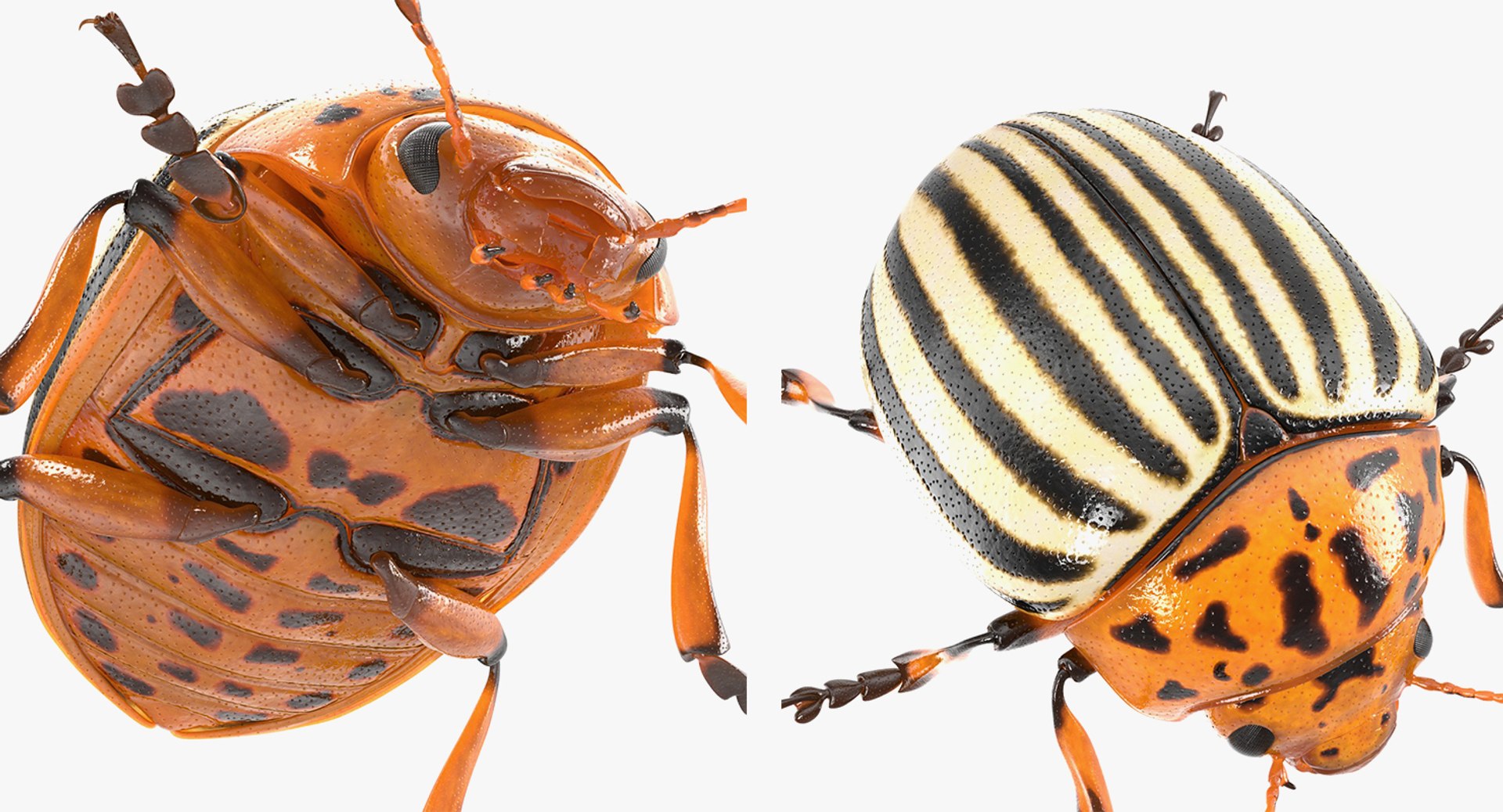 3D insects big 2 rigged model https://p.turbosquid.com/ts-thumb/Pu/dSCHdK/NxtqSCQe/insectsbigcollection2mb3dmodel138/jpg/1536592477/1920x1080/fit_q87/b0b90339d9f4b629b851a7809aa65ec36e7e5eb9/insectsbigcollection2mb3dmodel138.jpg