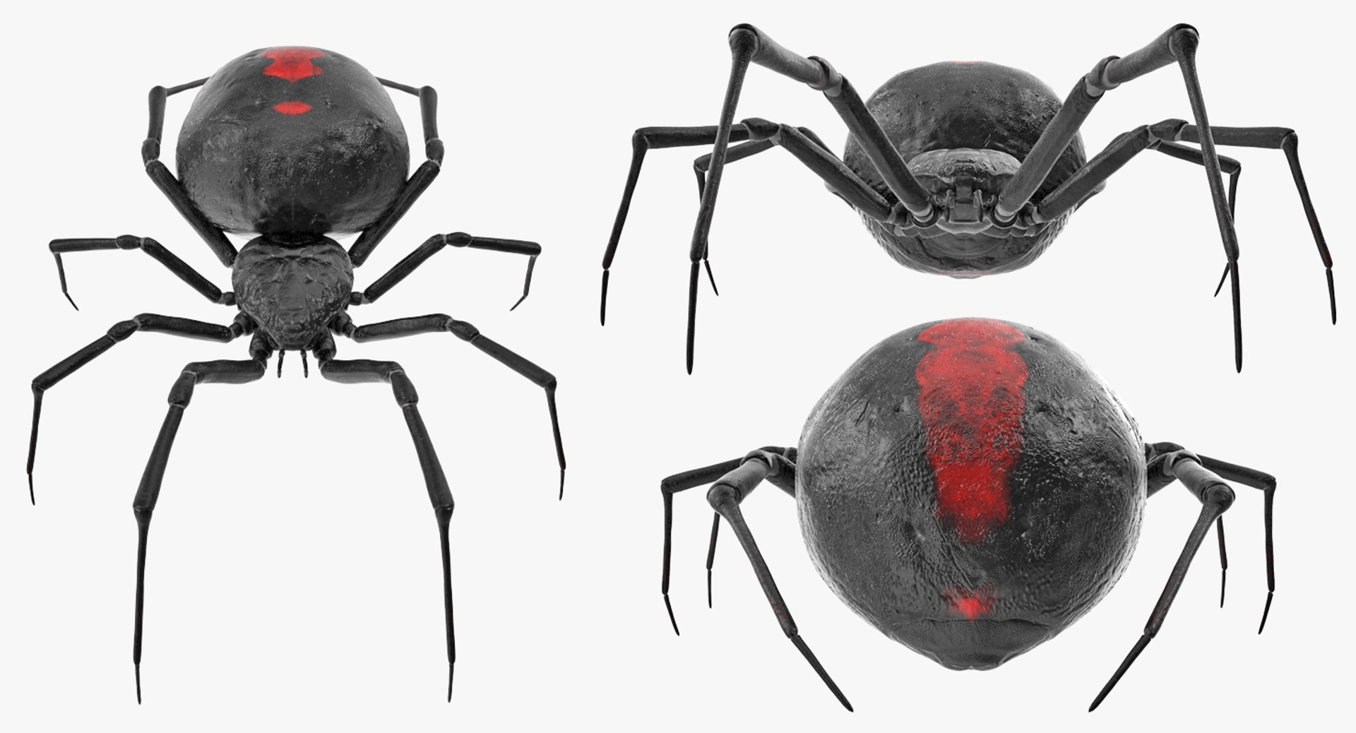 3D insects big 2 rigged model https://p.turbosquid.com/ts-thumb/Pu/dSCHdK/PT8DeZat/insectsbigcollection2mb3dmodel090/jpg/1536592474/1920x1080/fit_q87/3696d9b39dc212bc244f9106a3f6fd8efdd36604/insectsbigcollection2mb3dmodel090.jpg