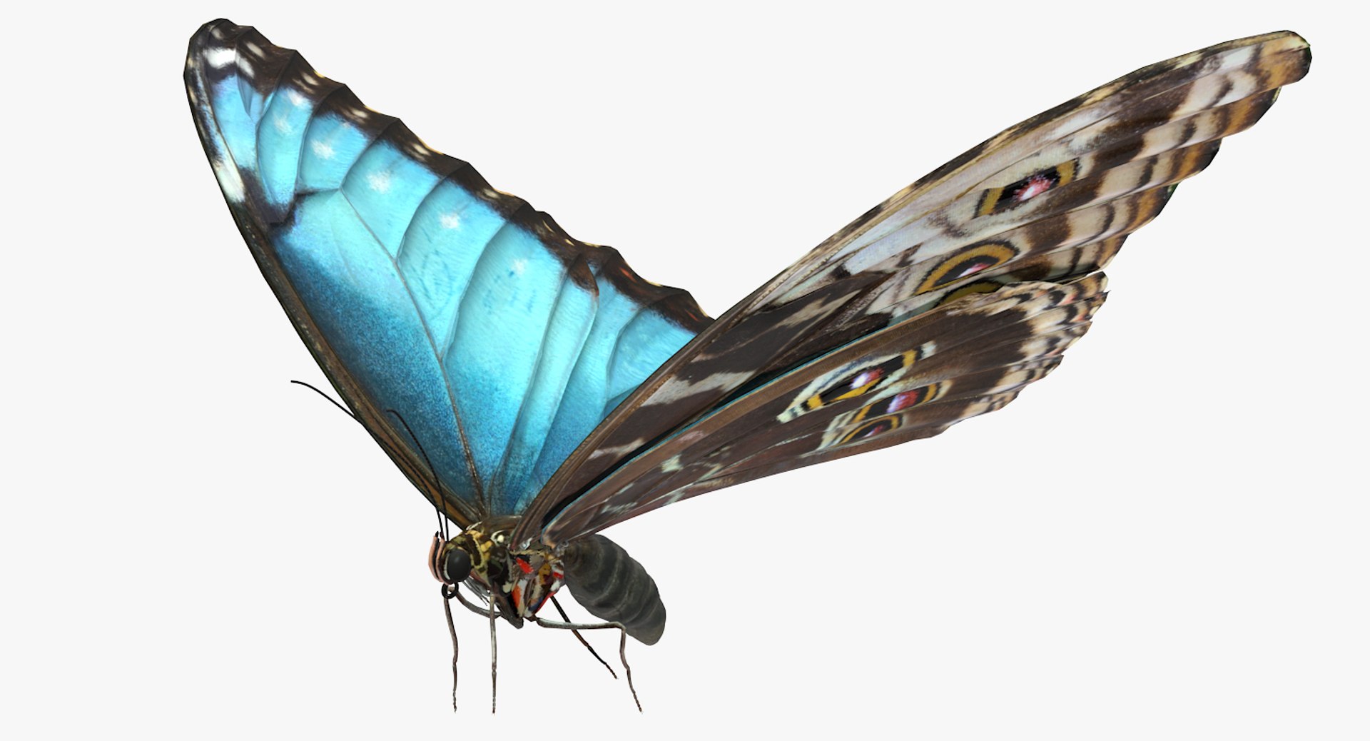 3D insects big 2 rigged model https://p.turbosquid.com/ts-thumb/Pu/dSCHdK/SHXh50ai/insectsbigcollection2mb3dmodel096/jpg/1536592474/1920x1080/fit_q87/860df104c1d62a8831327886db9449d17a6cbbf5/insectsbigcollection2mb3dmodel096.jpg