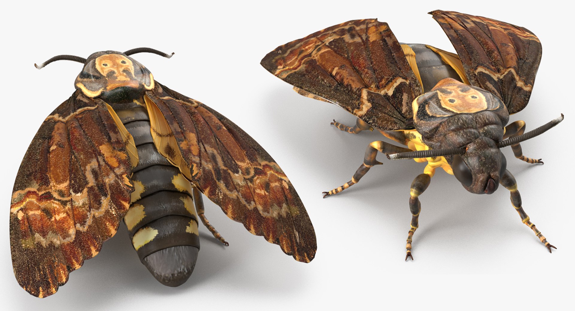 3D insects big 2 rigged model https://p.turbosquid.com/ts-thumb/Pu/dSCHdK/ZPqXUo6e/insectsbigcollection2mb3dmodel100/jpg/1536592474/1920x1080/fit_q87/7c59ed68badc817752c6b4ca6e927bfd70523586/insectsbigcollection2mb3dmodel100.jpg