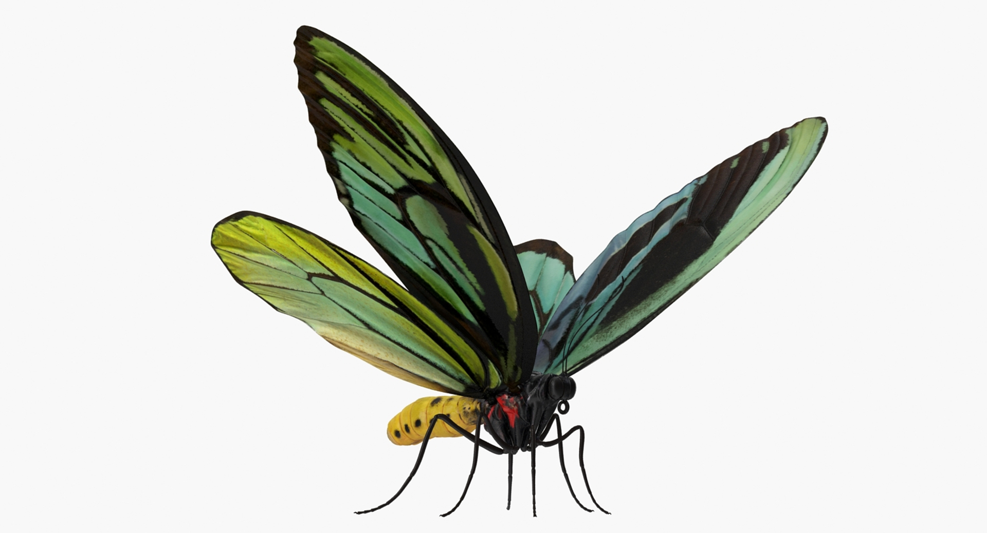 3D insects big 2 rigged model https://p.turbosquid.com/ts-thumb/Pu/dSCHdK/eFVVV745/insects_big_collection_2_385/jpg/1536588807/1920x1080/turn_fit_q99/e94e64fe69a5eb5a1f587e2efcf99609a860f540/insects_big_collection_2_385-1.jpg