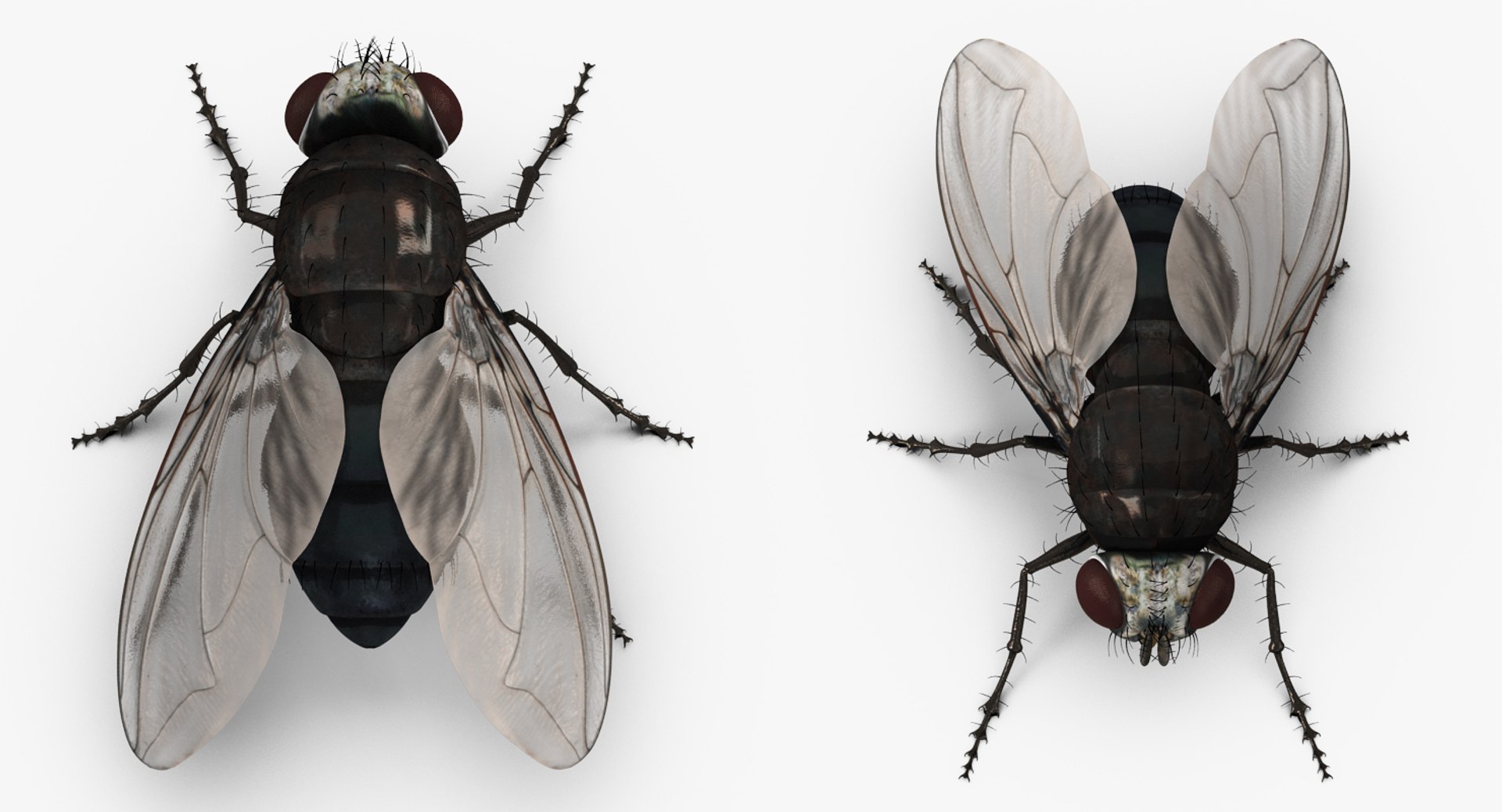3D insects big 2 rigged model https://p.turbosquid.com/ts-thumb/Pu/dSCHdK/h3UJx4GQ/insectsbigcollection2mb3dmodel115/jpg/1536592475/1920x1080/fit_q87/5fd24bad2c8d41c894ca76ea201a8fad5f7a76dd/insectsbigcollection2mb3dmodel115.jpg