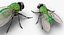 3D insects big 2 rigged model